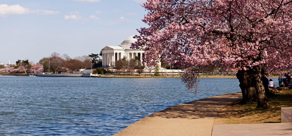 Cherry Blossom trees in the Tidal Basin with the Jefferson Memorial in the background Washington DC USA Canvas Art - Panoramic Images (36 x 12)