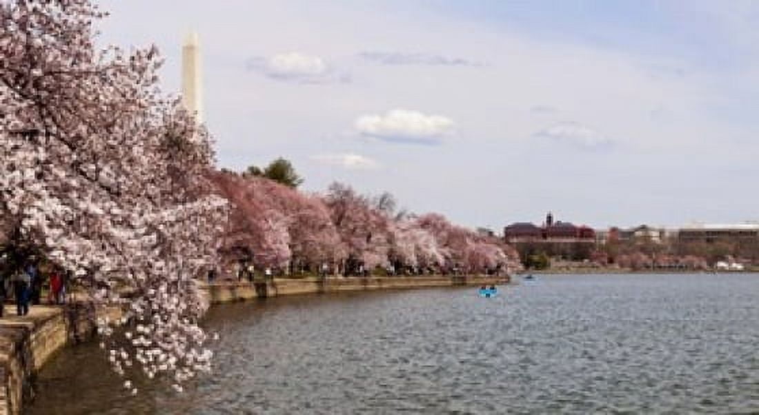 Cherry Blossom trees in the Tidal Basin with the Washington Monument in the background Washington DC USA Canvas Art - Panoramic Images (36 x 20)