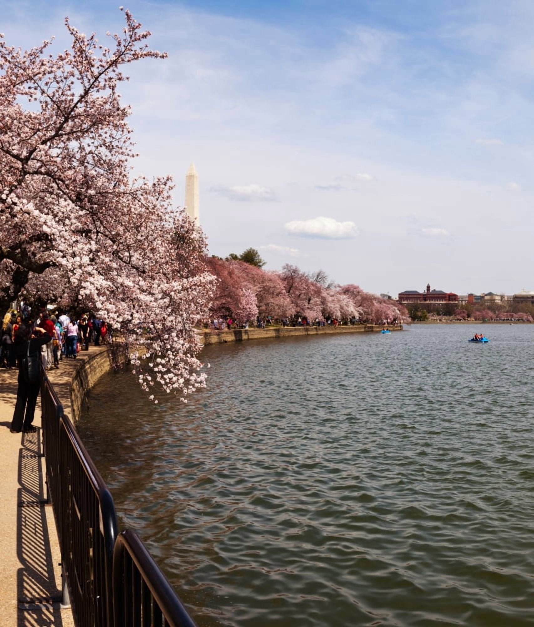 Cherry Blossom trees in the Tidal Basin with the Washington Monument in the background Washington DC USA Canvas Art - Panoramic Images (36 x 32)