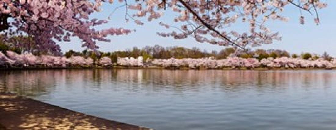 Cherry Blossom trees near Martin Luther King Jr National Memorial Washington DC USA Canvas Art - Panoramic Images (15 x 6)