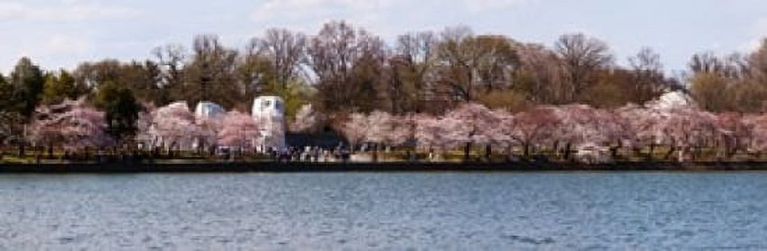 Cherry Blossom trees near Martin Luther King Jr National Memorial Washington DC USA Canvas Art - Panoramic Images (18 x 6)