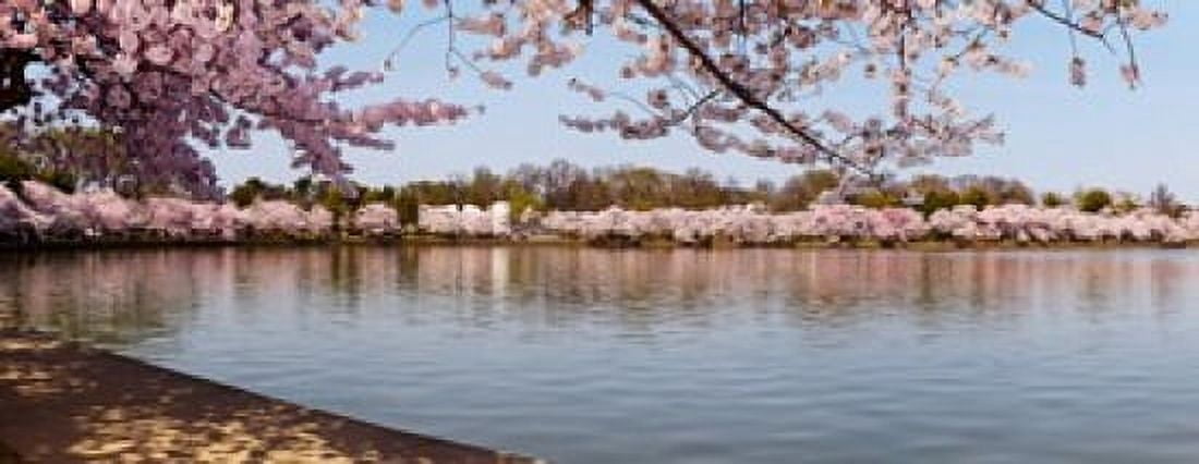 Cherry Blossom trees near Martin Luther King Jr National Memorial Washington DC USA Canvas Art - Panoramic Images (30 x 12)