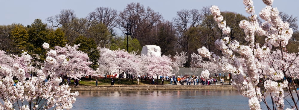 Cherry Blossom trees near Martin Luther King Jr National Memorial Washington DC USA Canvas Art - Panoramic Images (36 x 12)
