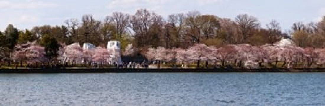 Cherry Blossom trees near Martin Luther King Jr National Memorial Washington DC USA Canvas Art - Panoramic Images (36 x 12)