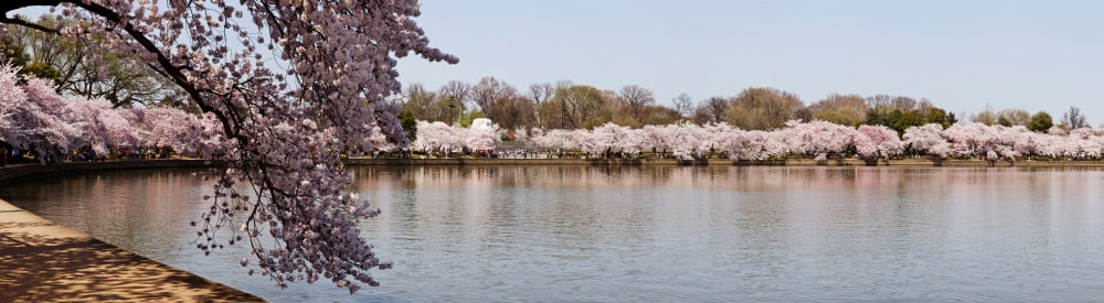 Cherry Blossom trees near Martin Luther King Jr National Memorial Washington DC USA Canvas Art - Panoramic Images (44 x 12)