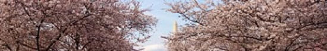 Cherry Blossom trees with the Washington Monument in the background Washington DC USA Canvas Art - Panoramic Images (22 x 4)