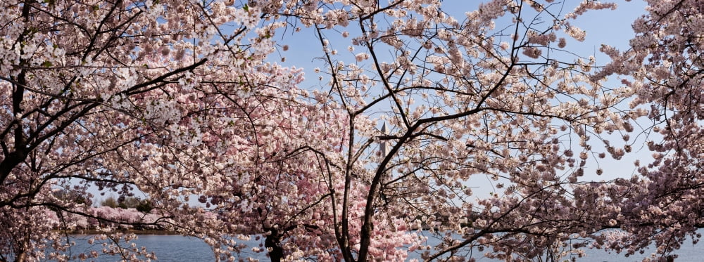 Cherry Blossom trees with the Washington Monument in the background Washington DC USA Canvas Art - Panoramic Images (27 x 9)
