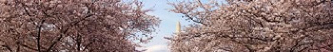 Cherry Blossom trees with the Washington Monument in the background Washington DC USA Canvas Art - Panoramic Images (44 x 7)
