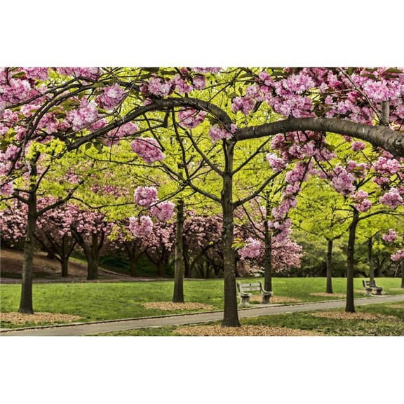 Cherry Blossoms Along Cherry Esplanade Brooklyn Botanic Garden - 19 x 12 in.