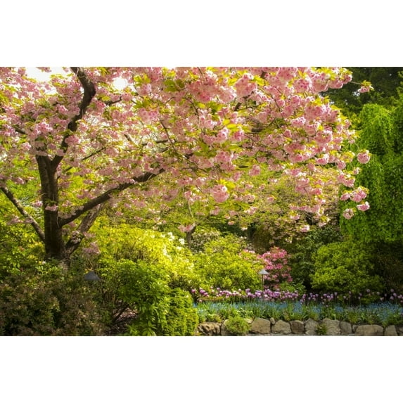 Cherry Blossoms And Flowers At Butchart Gardens; Victoria British Columbia Canada by Cathy Hart / Design Pics