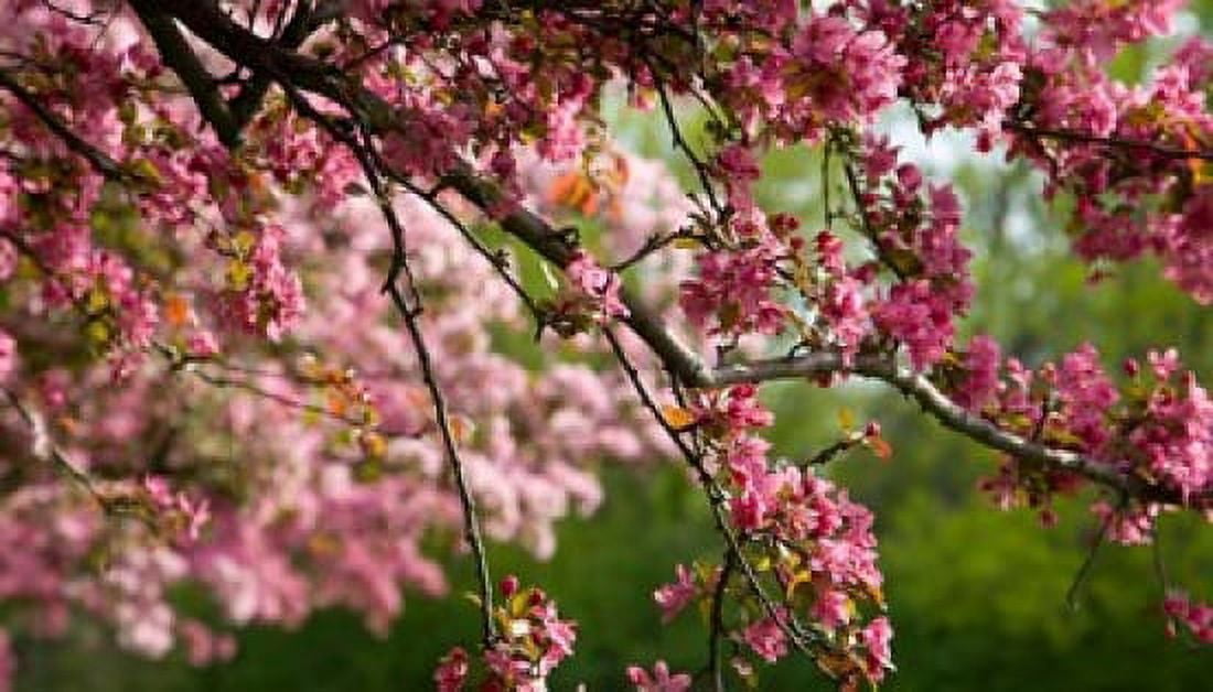 Cherry Blossoms Canvas Art - Jaynes Gallery DanitaDelimont (28 x 16)
