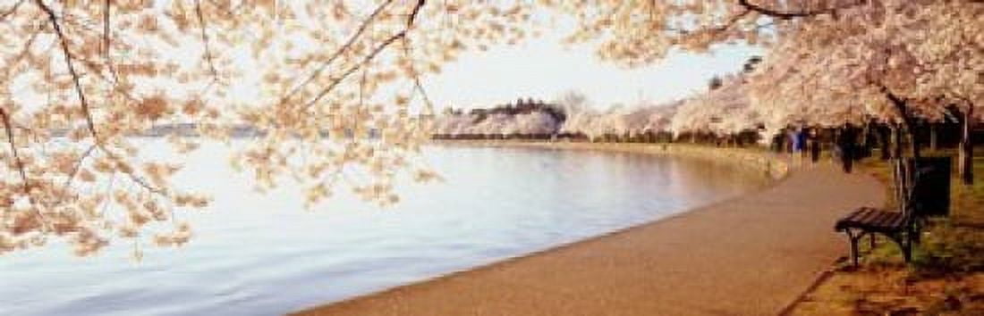 Cherry Blossoms Canvas Art - Panoramic Images (38 x 12)