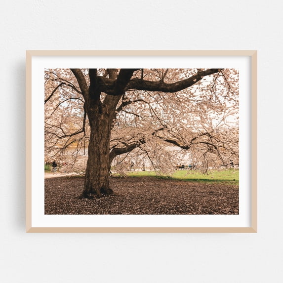 Cherry Blossoms, Central Park 02 - Manhattan New York Photography Nature Floral Scenic Botanical Landscape Oak Framed Wall Art Print 16 x 20 inches