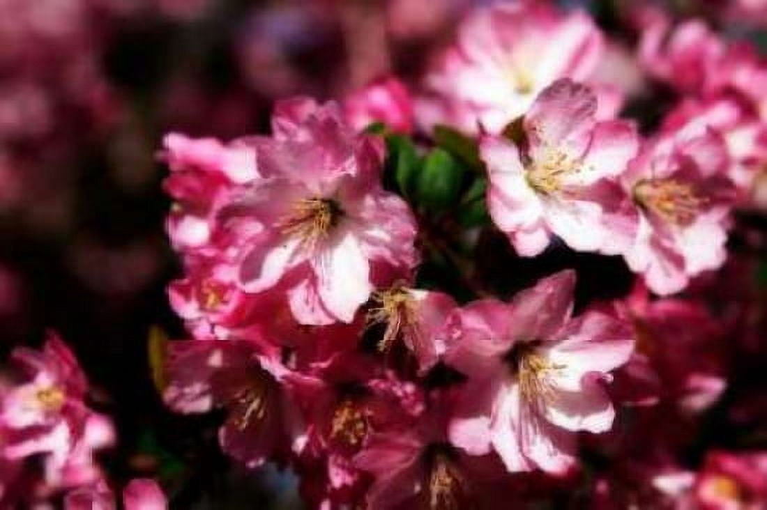 Cherry Blossoms I Canvas Art - Alan Hausenflock (20 x 28)