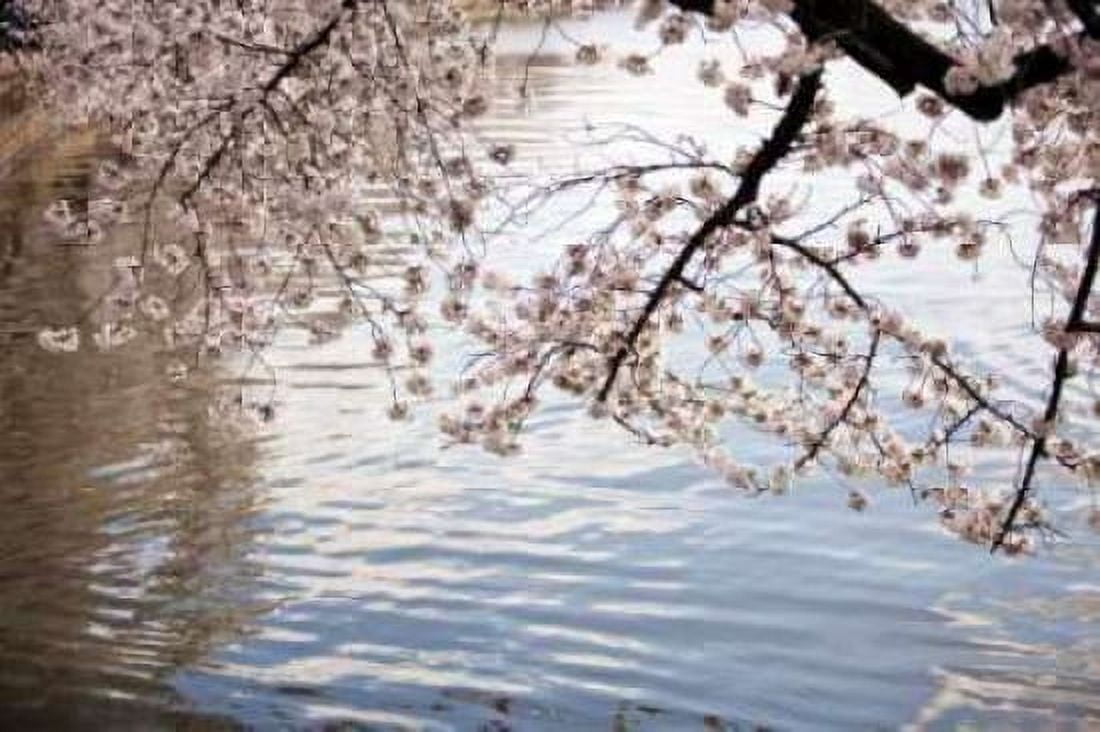 Cherry Blossoms I Canvas Art - Bob Stefko (24 x 36)