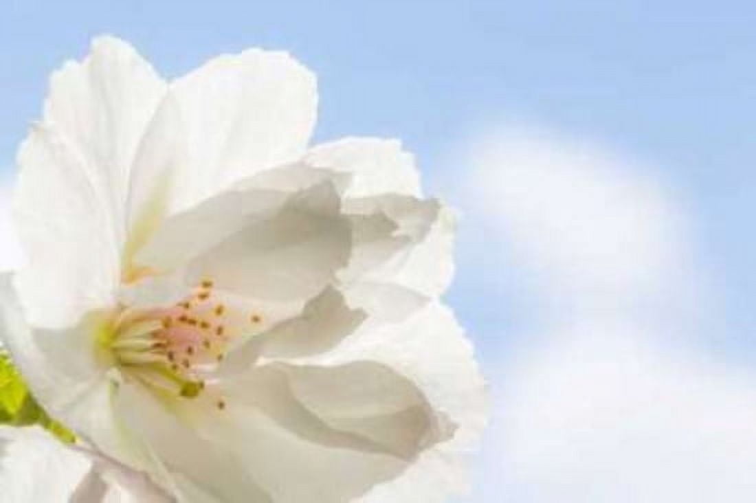 Cherry Blossoms I Canvas Art - Kathy Mahan (24 x 36)