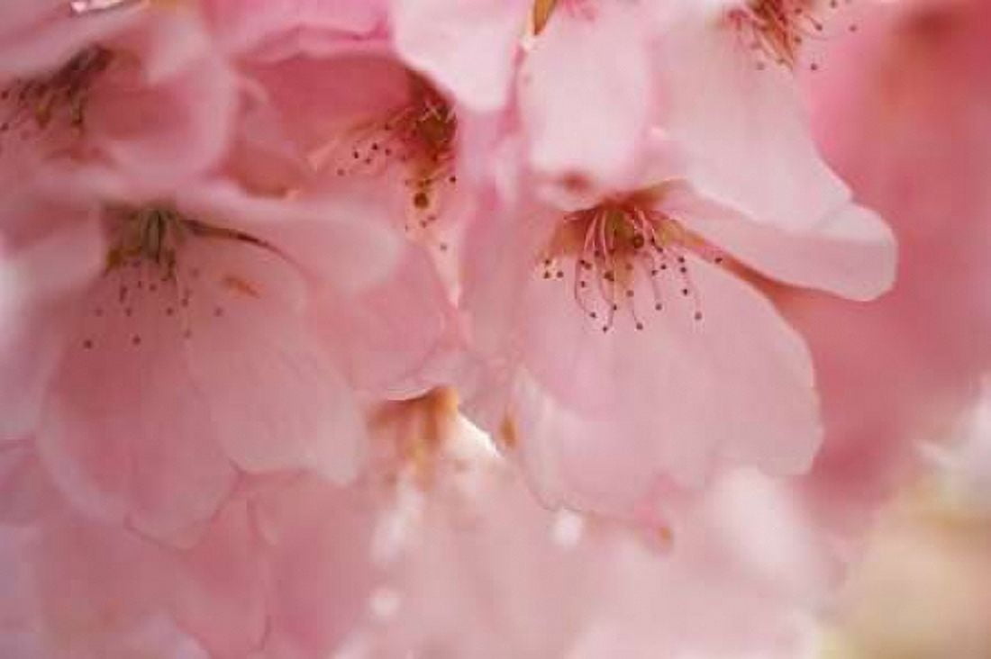 Cherry Blossoms I Canvas Art - Rita Crane (12 x 18)
