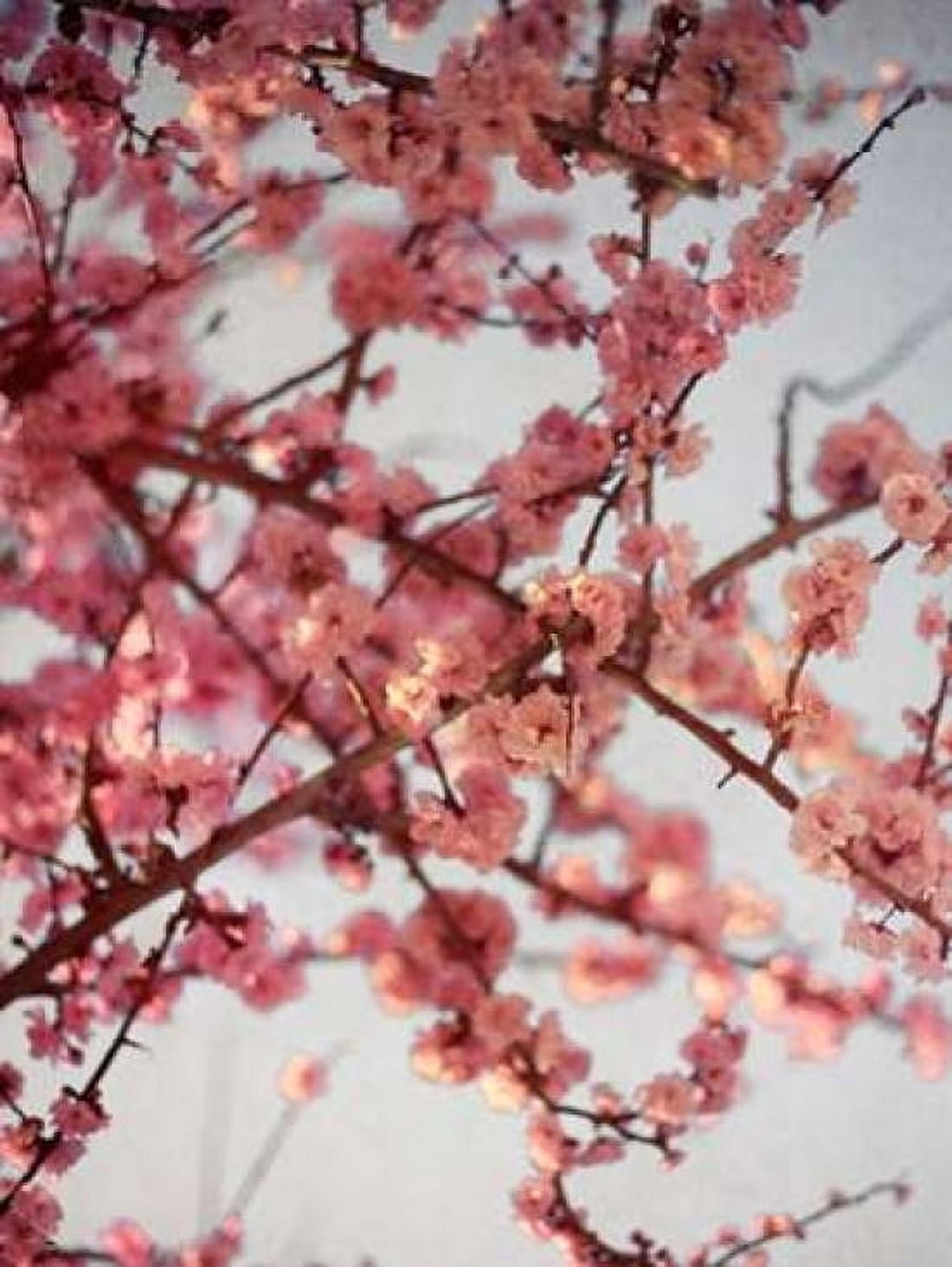 Cherry Blossoms I Canvas Art - Susan Bryant (18 x 24)