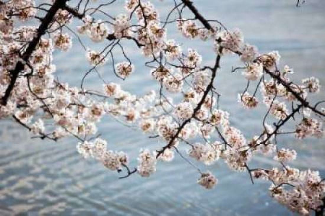 Cherry Blossoms II Canvas Art - Bob Stefko (12 x 18)