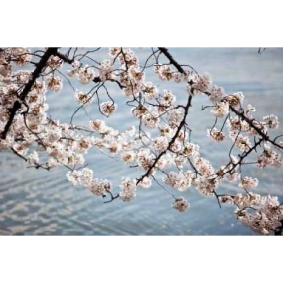Cherry Blossoms II Canvas Art - Bob Stefko (24 x 36) - Walmart.com
