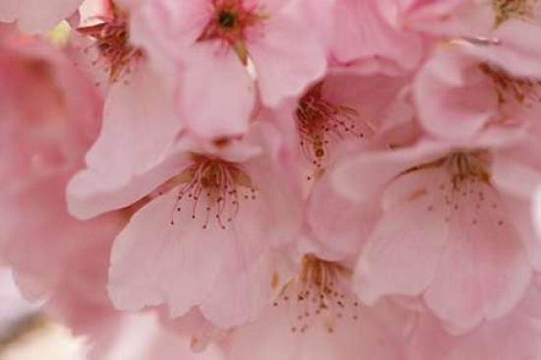 Cherry Blossoms II Canvas Art - Rita Crane (12 x 18)