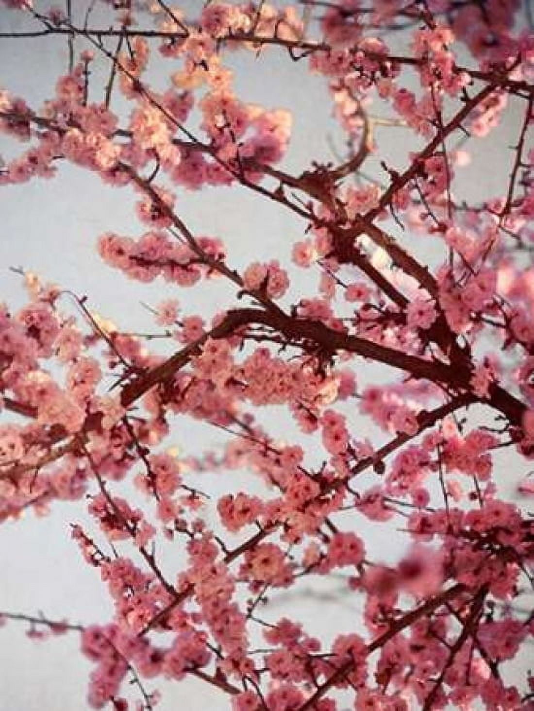 Cherry Blossoms II Canvas Art - Susan Bryant (18 x 24)