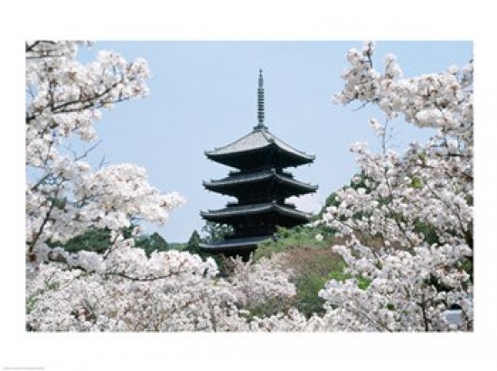 Cherry Blossoms Ninna-Ji Temple Grounds Kyoto Japan Canvas Art - (24 x 18)