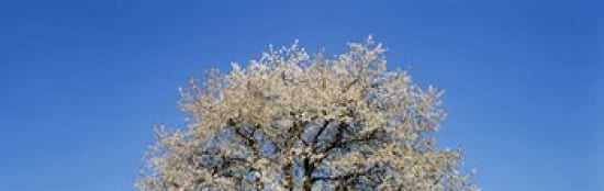 Cherry Blossoms Switzerland Canvas Art - Panoramic Images (36 x 12)
