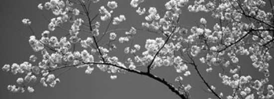 Cherry Blossoms Washington DC USA Canvas Art - Panoramic Images (18 x 7)