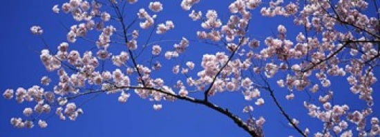 Cherry Blossoms Washington DC USA Canvas Art - Panoramic Images (36 x 13)