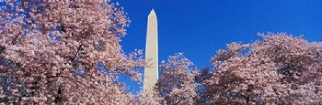 Cherry Blossoms Washington Monument Canvas Art - Panoramic Images (18 x 6)