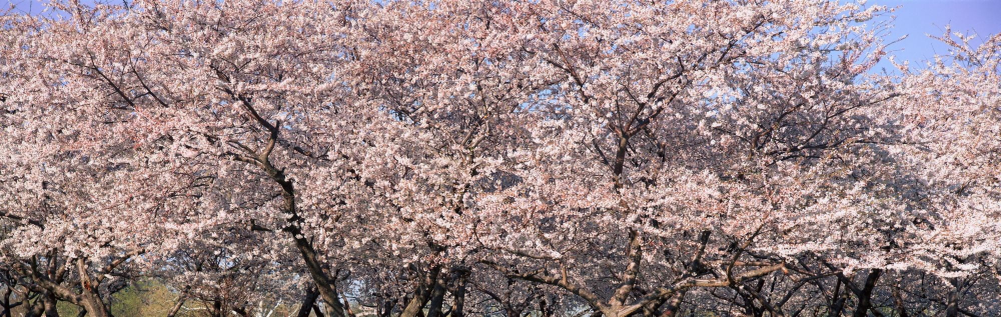 Cherry Blossoms blooming in Springtime National Mall in Washington DC Canvas Art - Panoramic Images (27 x 9)