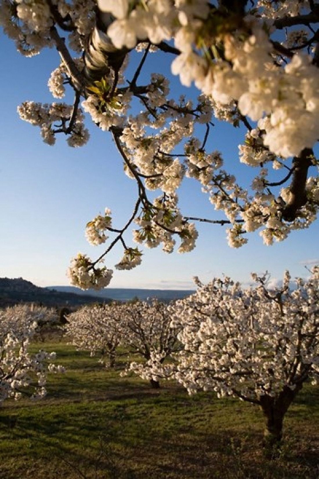 Cherry Blossoms in France Canvas Art - David Barnes DanitaDelimont (24 x 36)