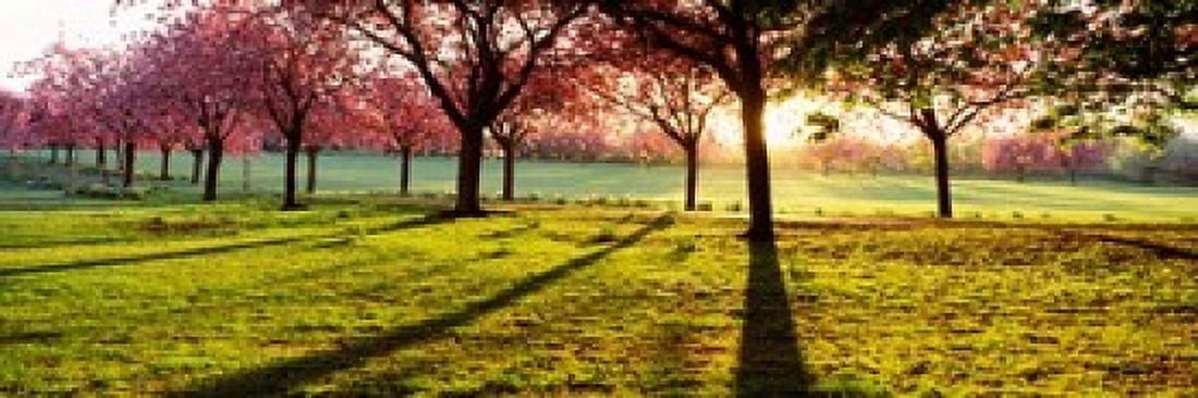 Cherry Blossoms in a Park England Canvas Art - Panoramic Images (36 x 12)