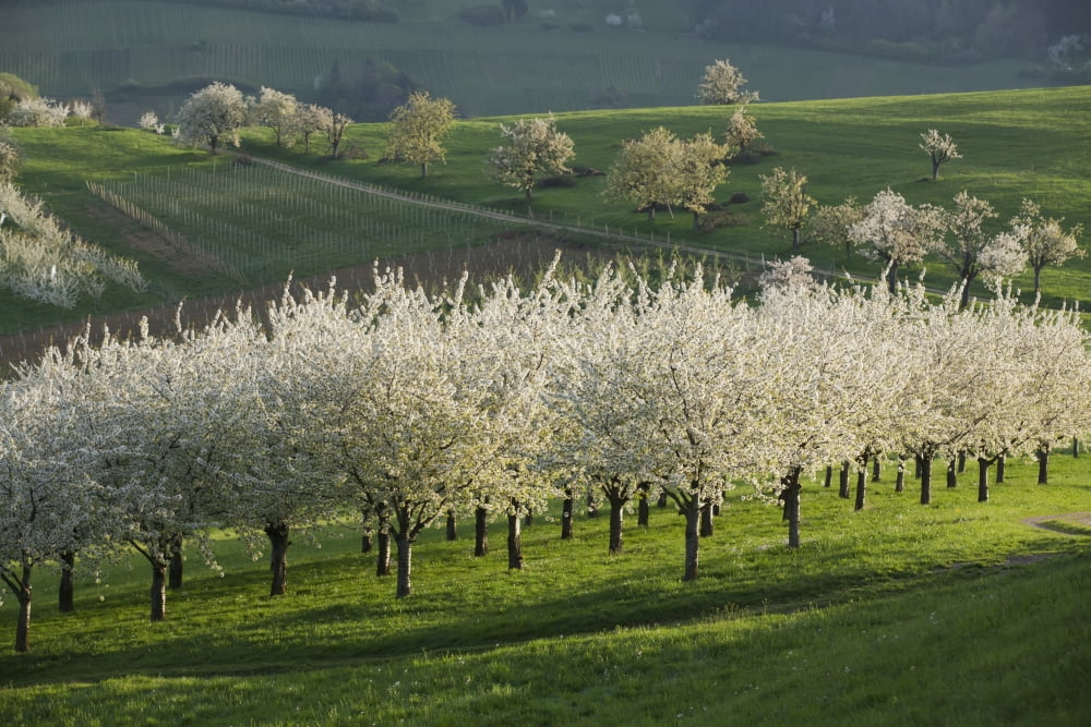 Cherry Blossoms near Obereggenen Black Forest Germany Canvas Art - Carl Bruemmer Design Pics (19 x 12)