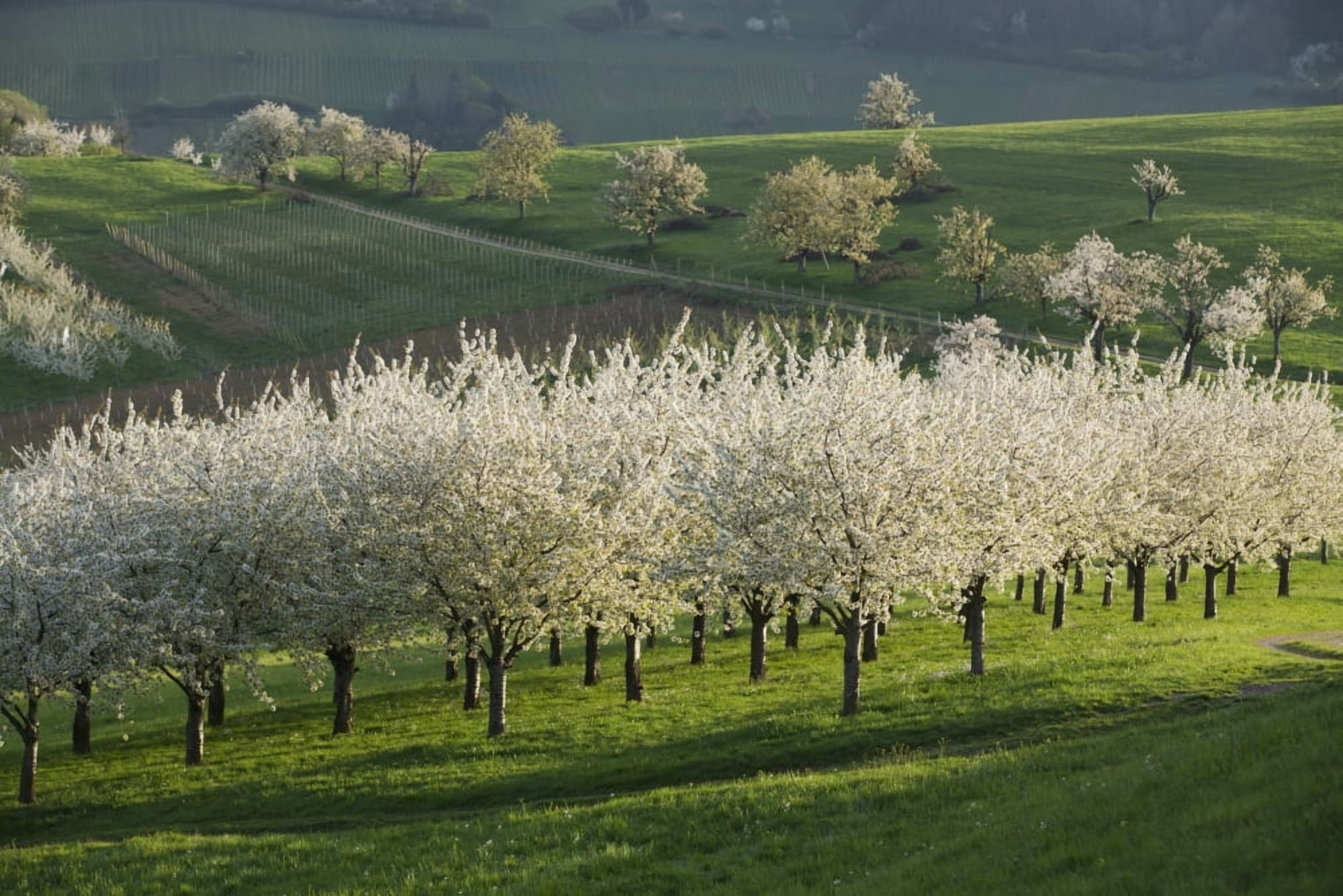 Cherry Blossoms near Obereggenen Black Forest Germany Canvas Art - Carl Bruemmer Design Pics (38 x 24)
