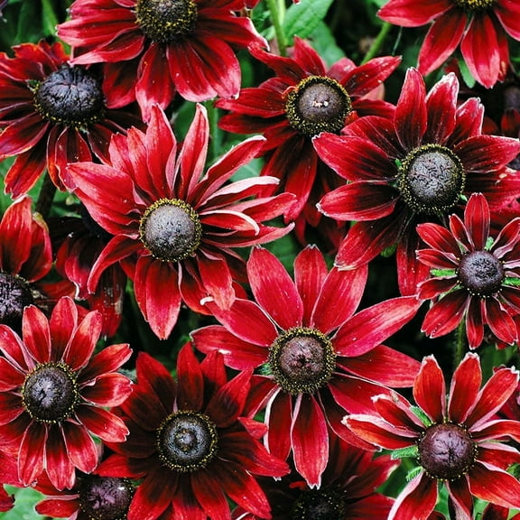 Cherry Brandy Black Eyed Susan Flower Root - Attracts Butterflies and Hummingbirds - Good as Cut Flowers - Naturalizing - Perennializing - Easy to Grow Live Plants - Outdoor Garden