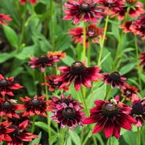 Cherry Brandy Rudbeckia ~25 Seeds – Fleuroselect Award-Winning—Unique Red Blooms—Compact 18-24” Upright Plants—Biennial Reseeds Easily—Black-Eyed Susan Alternative—91-105 Days