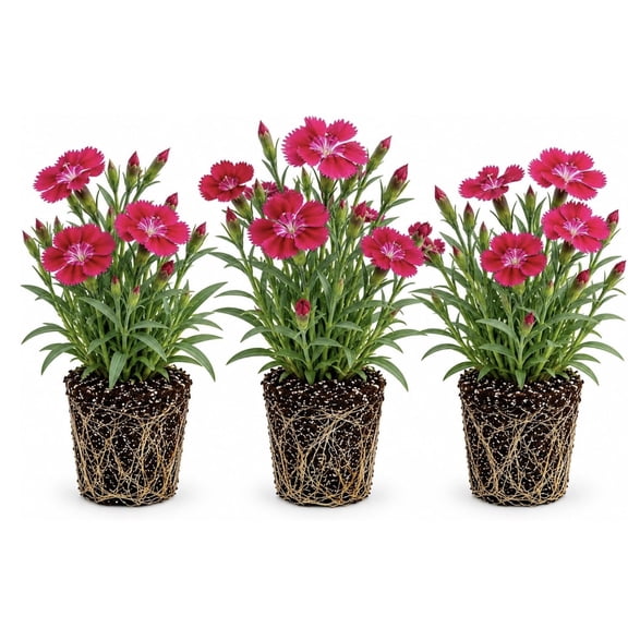 Cherry Dianthus Live Plant Plugs Vibrant Cherry Red Flowering Perennial Fragrant Garden Pinks for Borders, Rock Gardens & Containers, 5 Plants