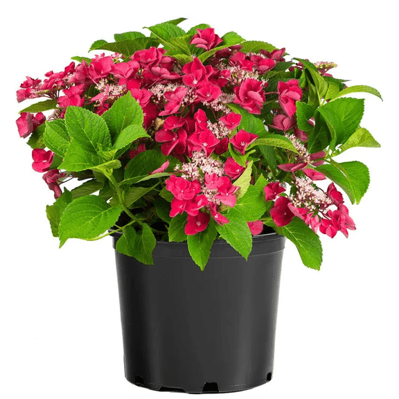 Cherry Explosion Hydrangea  Reblooming Cherry Red Flowering Shrub for Sun & Part Shade