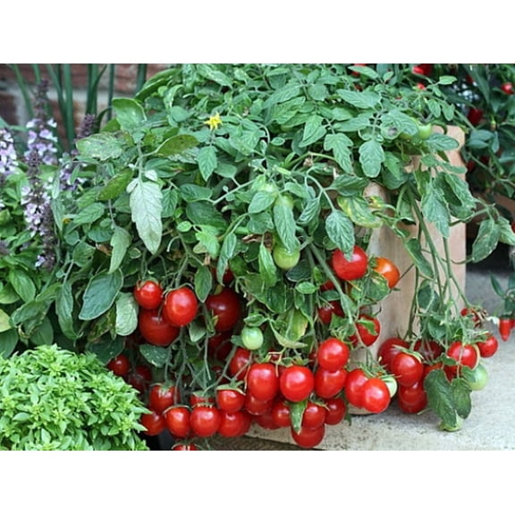 Cherry Falls Tomato Plant - 2.5" Pot - Large Cherry Variety