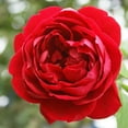 thumbnail image 1 of Cherry Garland™ Climbing Rose by Heirloom Roses - Red Climbing Rose Live Plant, 1 of 3