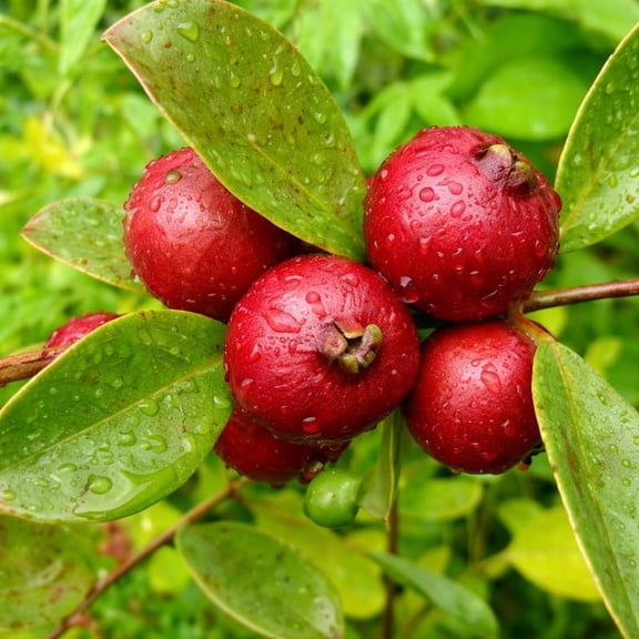 Cherry Guava Tree Plant Live, Red Cherry Guava Fruit, Sweet Fruit Tree, 10-16 Inch, Well-Rooted for Growing