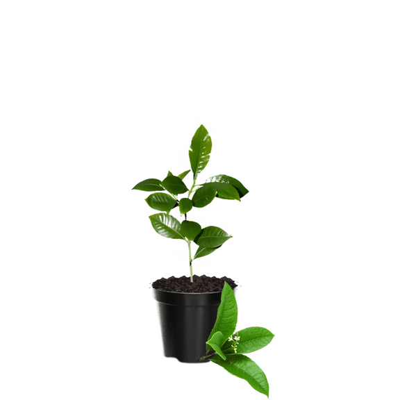Cherry Laurel Dormant Tree Plant, Laurel Bush, 3 to 5 Inch Tall in 2.5 '' Pot for Outdoor Planting
