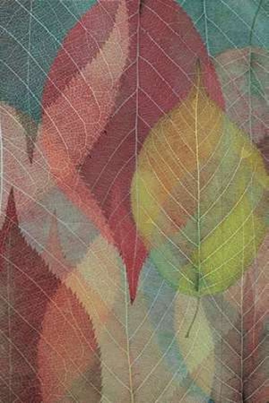Cherry Leaf III Canvas Art - Cora Niele (24 x 36)