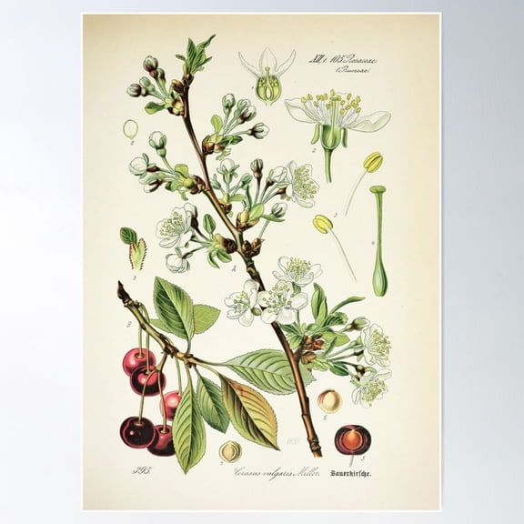 Cherry Life Cycle Poster, 8x12 UNFRAMED