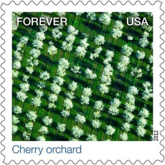 Cherry Orchard Canvas Art - US POSTAL SERVICE (24 x 24)