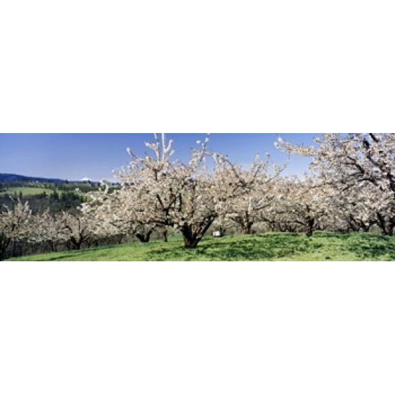 Cherry Orchard Oregon USA Canvas Art - Panoramic Images (18 x 6)