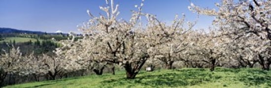 Cherry Orchard Oregon USA Canvas Art - Panoramic Images (36 x 12)