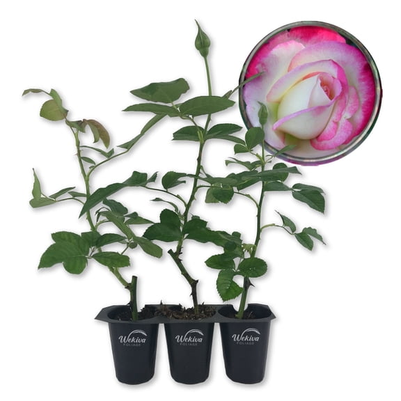 Cherry Parfait Rose Bush - 3 Live Starter Plants in 2 Inch Pots - Beautiful Rose from Florida - A Beautiful Rose with Soft Creamy Petals in a Rich Cherry Red Hue